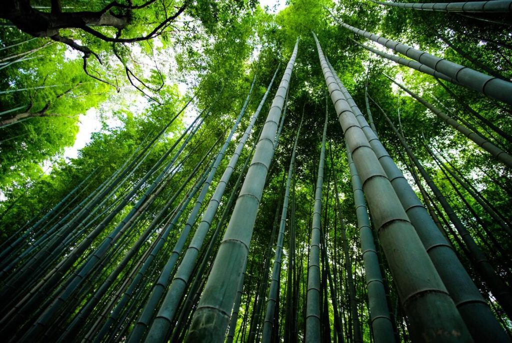 bamboo ondergoed proberen